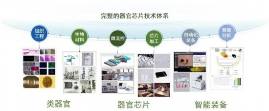 東南大學(xué)團隊牽頭完成中國首個器官芯片國家標(biāo)準(zhǔn)
